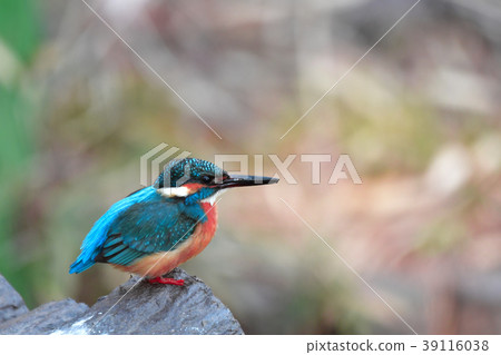 Kingfisher Kingfisher 39116038