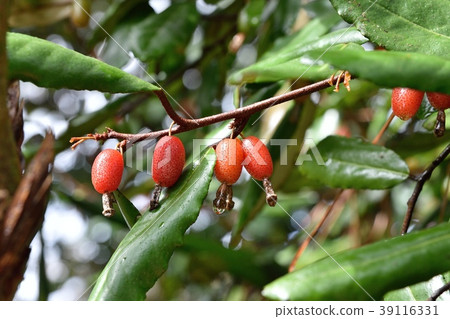 軟糖（魚） 39116331