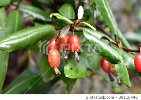 軟糖（魚） 39116440