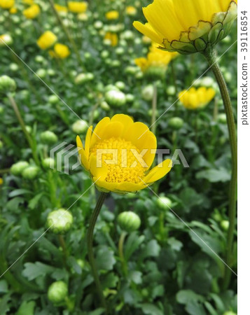 Chrisaneme Mulchicore Chrisaneme Mulchicore 39116854