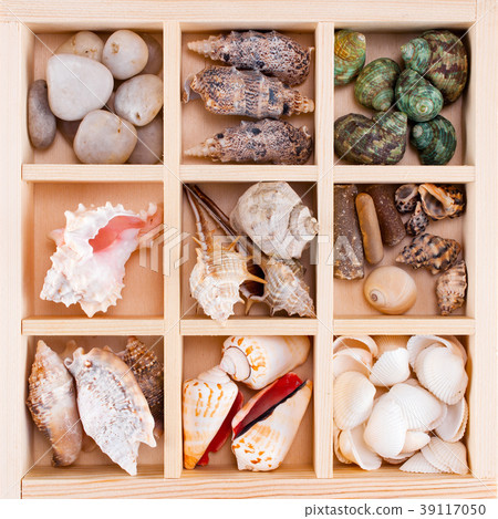 Many various shells and stones in the wooden box 39117050
