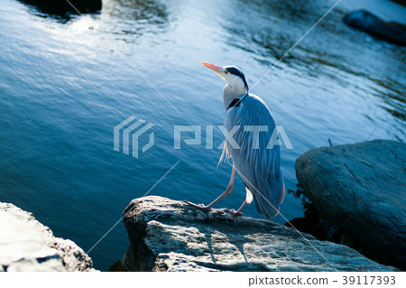 Gray heron Gray heron 39117393