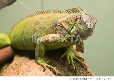 從前面看到的Cayman Iwaiguana 39117457