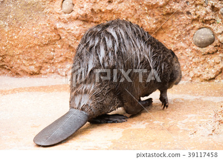 American Beaver S Tail Stock Photo