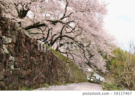 在盛開的夫婦櫻花 39117467