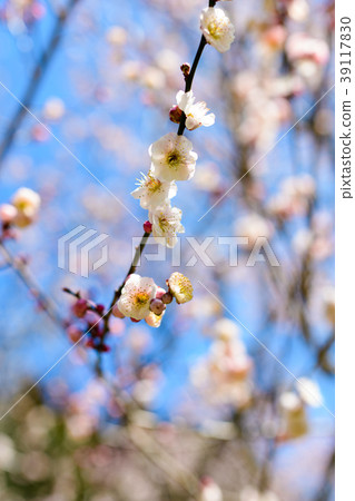 Mitake Meirin在早春 39117830