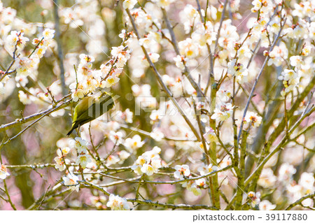 Mitake Meirin in early spring Mitake Meirin in early spring 39117880
