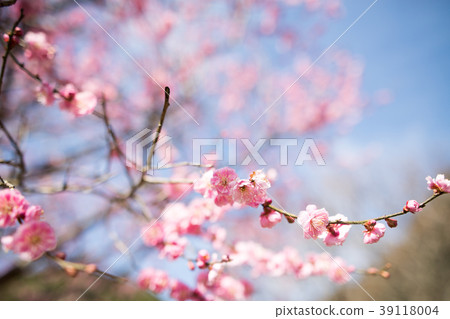 Mitake Meirin in early spring 39118004