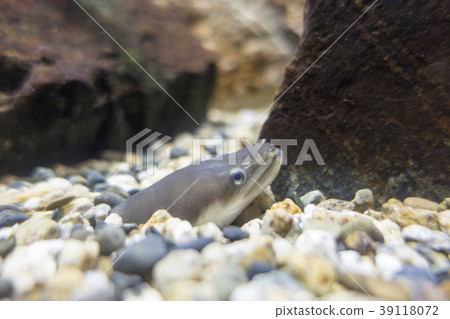 海膽日為日本鰻魚海洋生命期的銀鰻國內稀有價值土壤從海底的砂礫中給出一個漂亮的臉 39118072