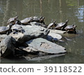 Turtle 39118522