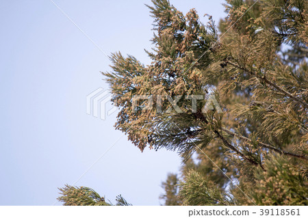 花粉雪松 39118561