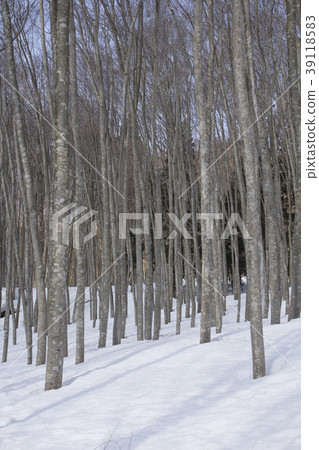 美麗的森林 美麗的森林 39118583