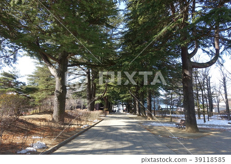 Agata no Mori Park喜馬拉雅雪松綠樹成蔭的道路 39118585