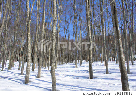  美麗的森林 39118915