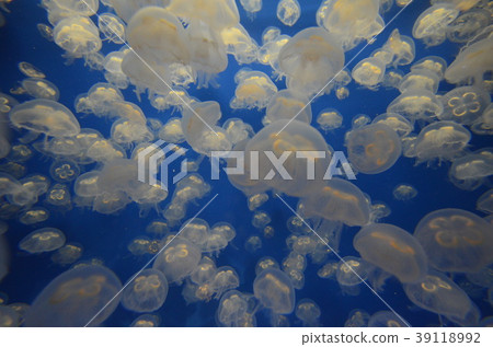 水母背景材料1 水母背景材料1 39118992