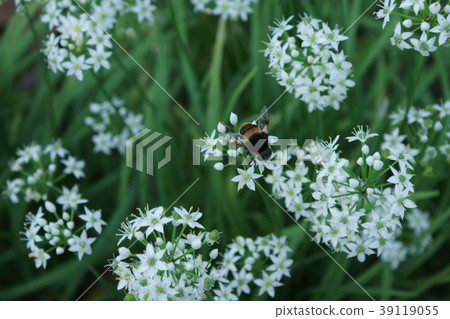 Daika-mochi and the flower of a rose flower 39119055