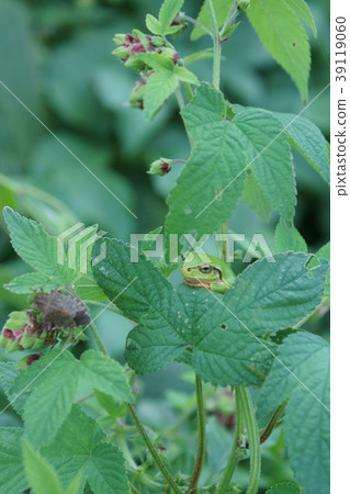 日本Umuri一隻小可愛的青蛙。 39119060