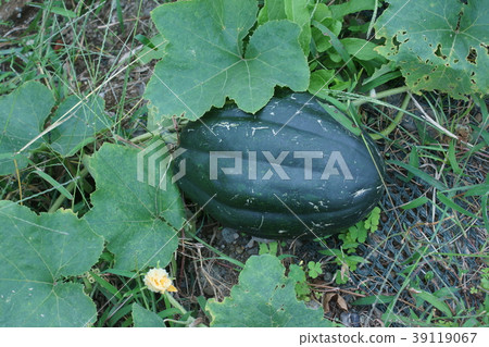 South-eastern squash pumpkin Loron 39119067