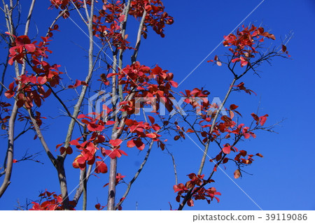 青瓷紅葉 39119086