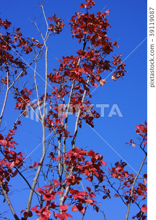 青瓷紅葉 青瓷紅葉 39119087