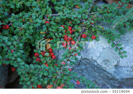 Crimson rose Benisita flower language is "reliable" 39119094