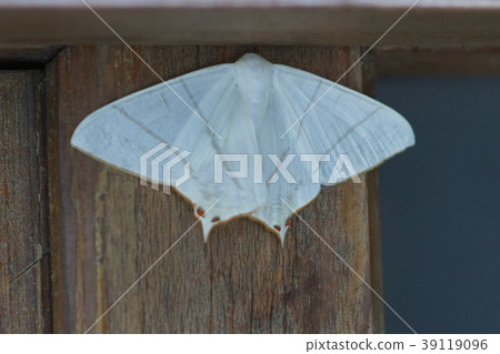 Light Yellow Swallow Branch Moth Usuki Swallow Eda Shak 39119096