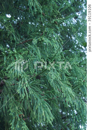 Cedar flower bud 'flower' is "solid" Cedar flower bud 'flower' is "solid" 39119106