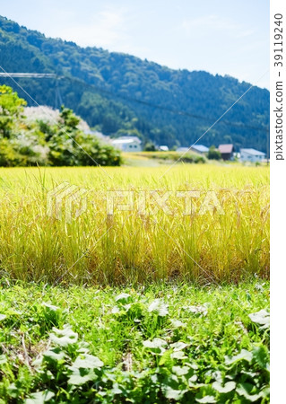Autumn rice (September) Autumn rice (September) 39119240