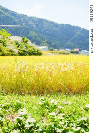 Autumn rice (September) Autumn rice (September) 39119241