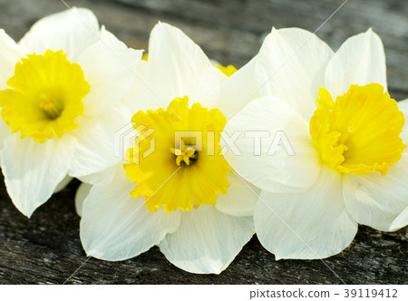 Spring Yellow Daffodils 39119412