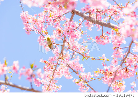 [東京]櫻花 39119475
