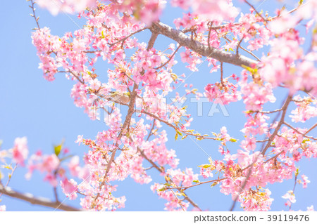 [東京]櫻花 39119476