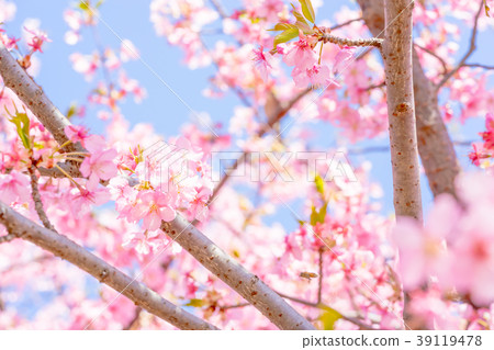 [東京]櫻花 39119478