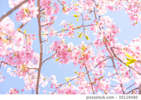 [東京]櫻花 39119480