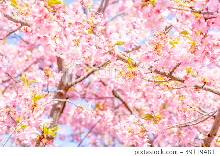 [東京]櫻花 39119481