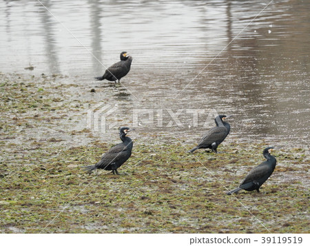 Cormorant cormorant 39119519