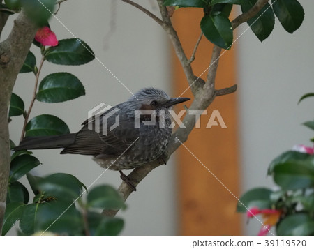 White-tailed camellia 39119520