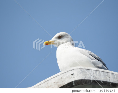 Seguro鷗 Seguro鷗 39119521