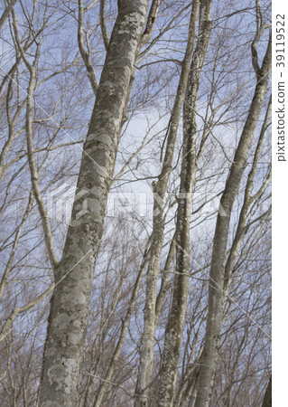  美麗的森林 39119522