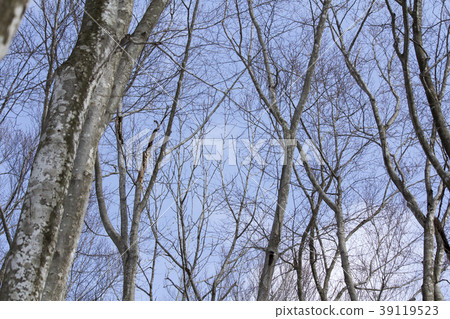  美麗的森林 39119523