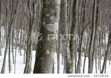 美麗的森林 美麗的森林 39119524