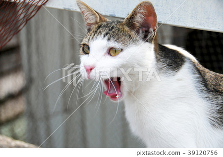 Yawn Yawn 39120756