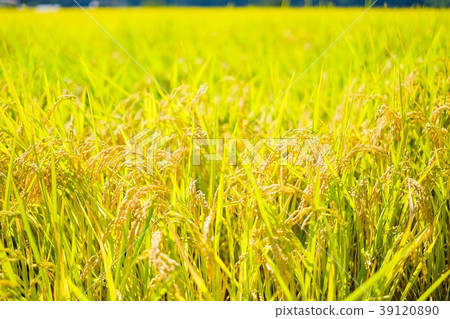 Autumn rice (September) Autumn rice (September) 39120890