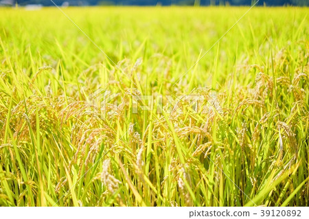 Autumn rice (September) Autumn rice (September) 39120892