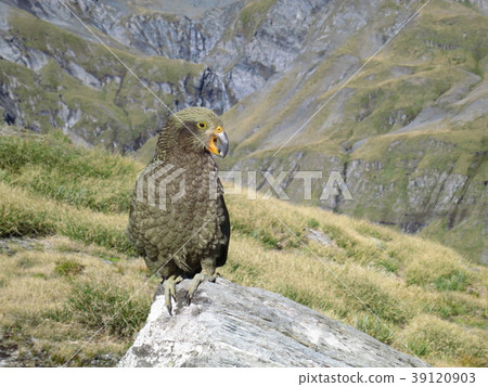 新西蘭特有鳥類和護理 39120903
