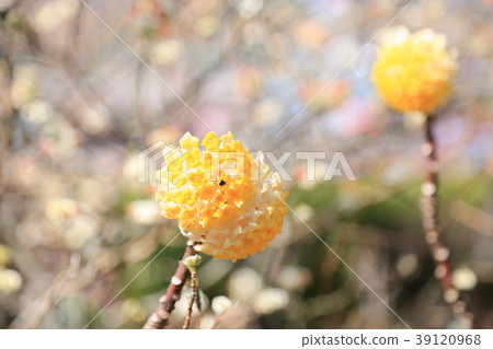 Mitumata花 39120968