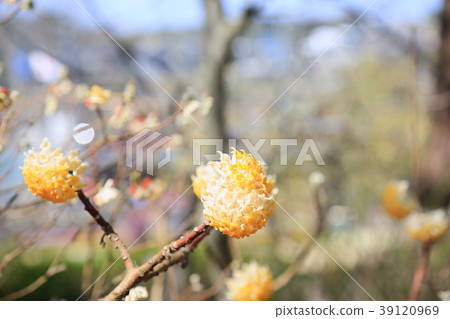 Mitumata花 39120969