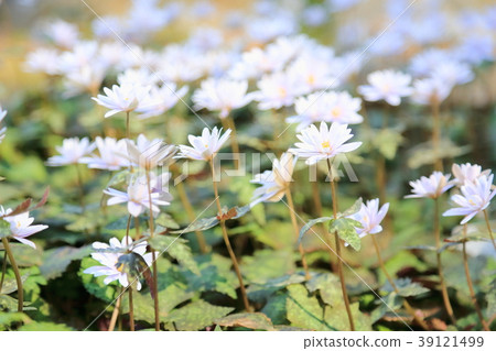 雪嗓子花 照片素材 圖片 圖庫