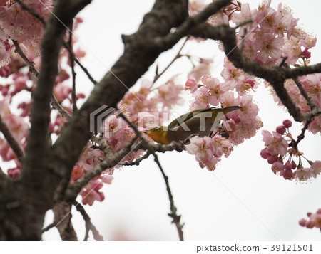 白眼,Hikanzakura 白眼,Hikanzakura 39121501