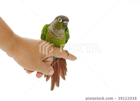Green-cheeked conure bird on white background Green-cheeked conure bird on white background 39122038